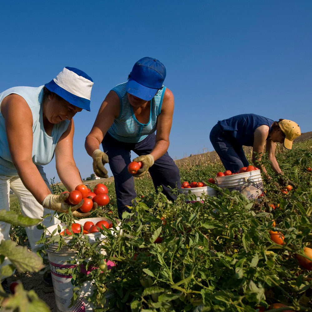 casina-rossa_produzione_sugo_01.jpg