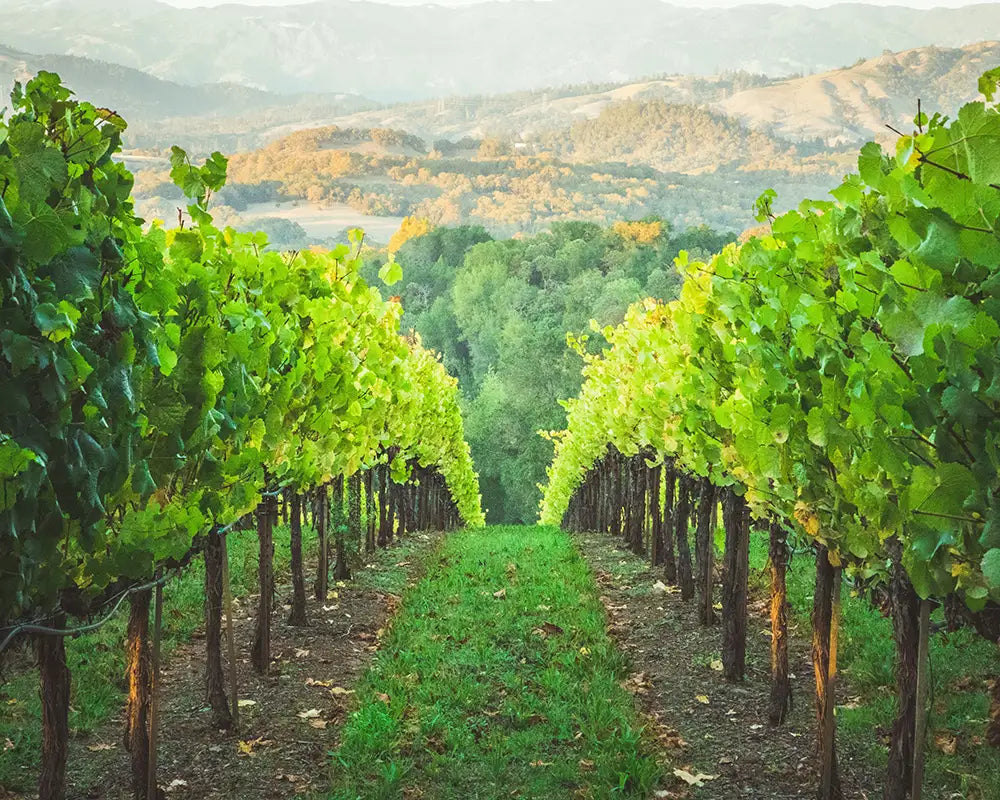 Rotwein